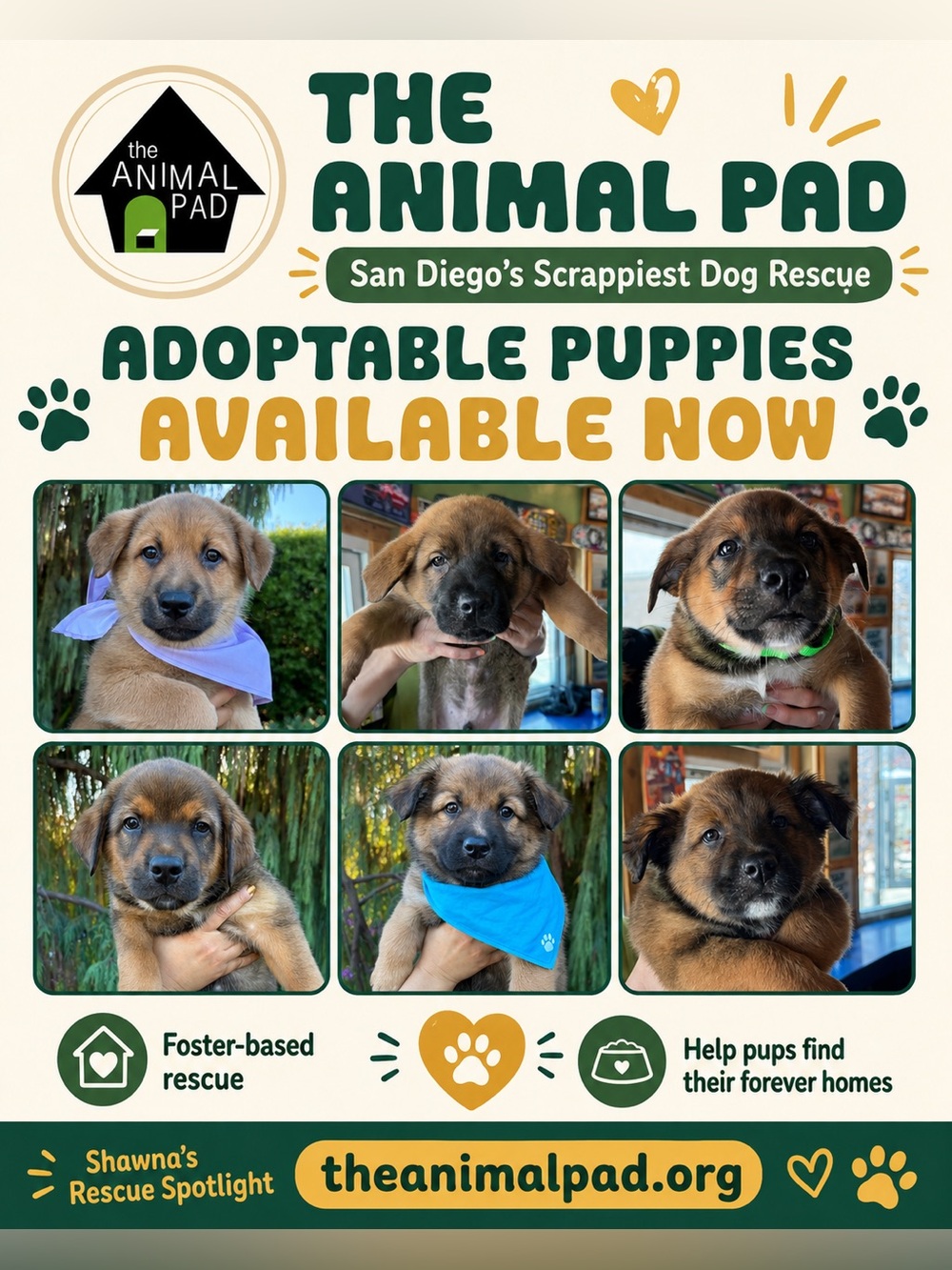 Buy now rescue spotlight